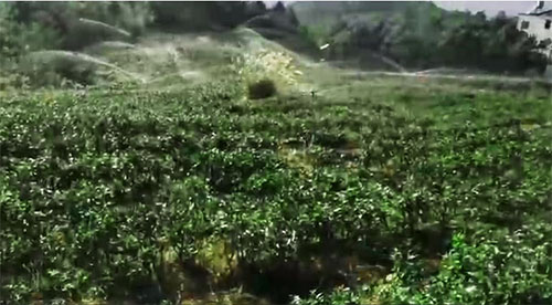 六盘水茶园秋葵视频黄色网站项目