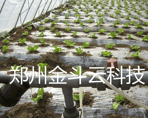 山东寿光大棚青菜秋葵视频黄色网站工程