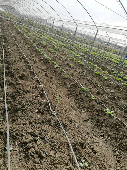 秋葵视频黄色网站系统 秋葵视频黄色网站系统