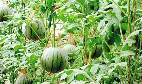 秋葵视频黄色网站系统 秋葵视频黄色网站系统