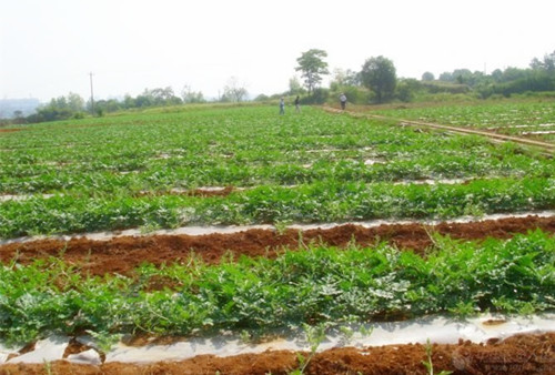 秋葵视频黄色网站系统 秋葵视频黄色网站系统