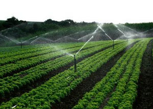 节水秋葵视频黄色网站