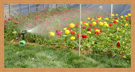 农业秋葵视频黄色网站 农业秋葵视频黄色网站