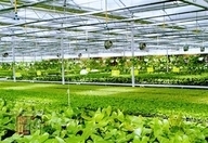 农业秋葵视频黄色网站 农业秋葵视频黄色网站