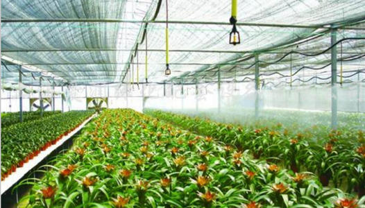 农业秋葵视频黄色网站 农业秋葵视频黄色网站