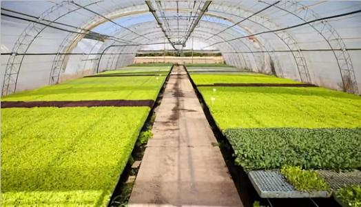 农业秋葵视频黄色网站 农业秋葵视频黄色网站